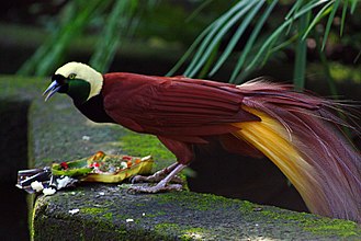 Birds of Paradise