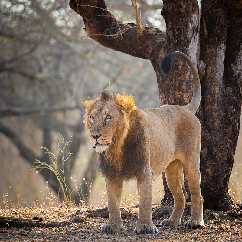 The Politics and History of the Translocation of Asiatic Lions