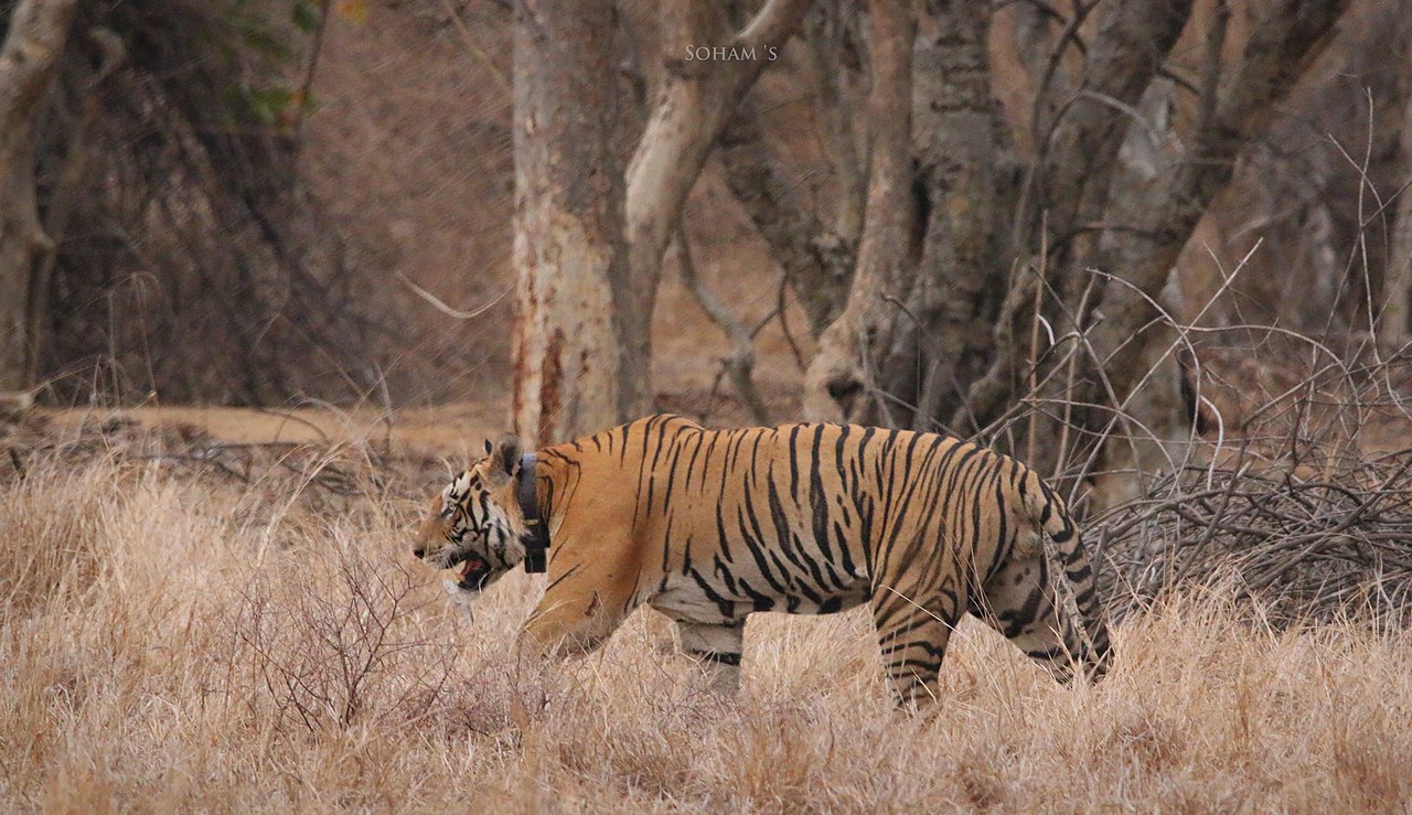 The History of the Panna Tiger Reserve Controversary