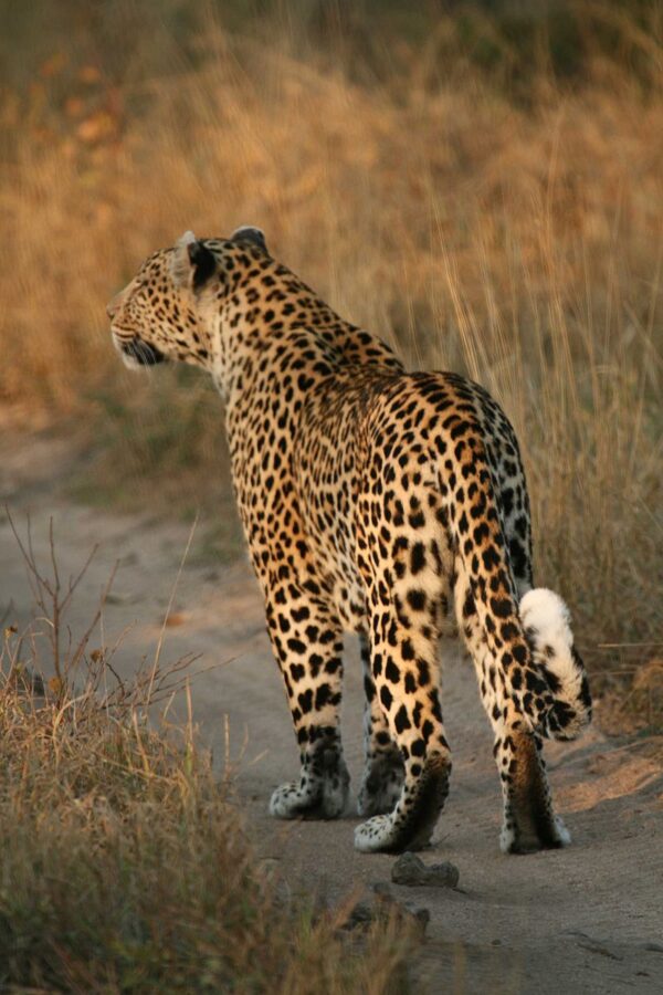 What are the main threats to the leopard?