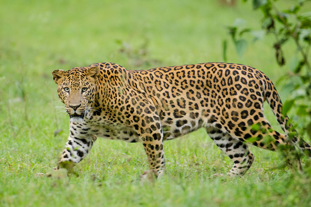 human-leopard conflict