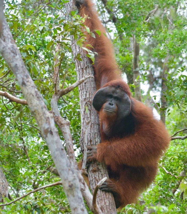 Rainforest species have rich adaptations. Wildlife