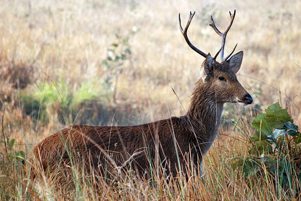 How is the Barasingha being conserved?