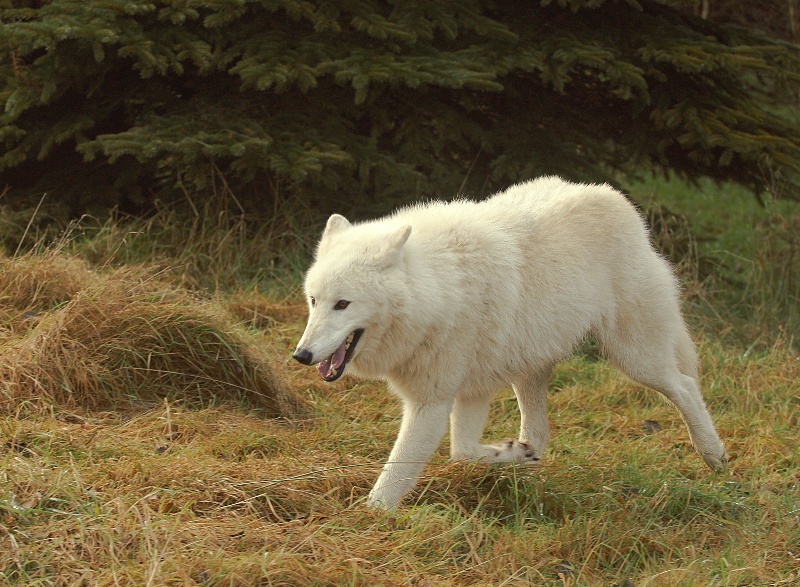 How is the Arctic Wolf being conserved?
