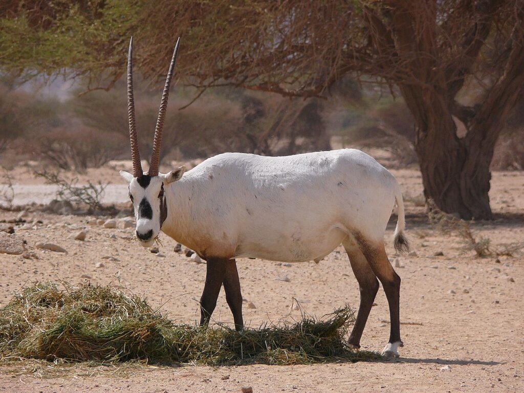 Arabian oryx
